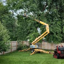Best Tree Cabling and Bracing  in Morgandale, OH