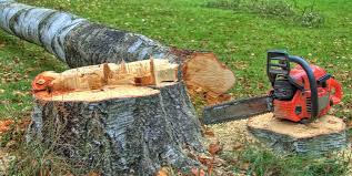Best Tree Trimming and Pruning  in Morgandale, OH