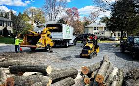 Trusted Morgandale, OH Tree Care Experts