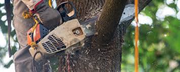 Best Tree Removal  in Morgandale, OH
