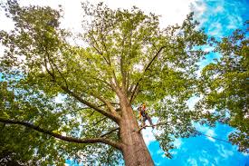 Best Utility Line Clearance  in Morgandale, OH
