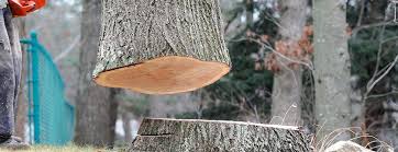Best Tree Health Inspection  in Morgandale, OH