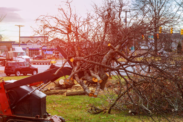 Best Tree Risk Assessment  in Morgandale, OH