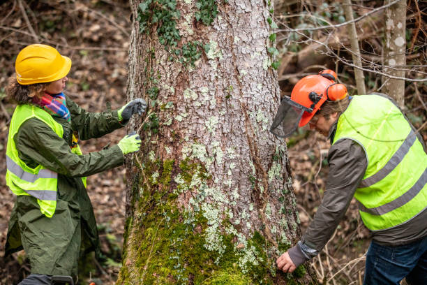 Best Tree Maintenance Programs  in Morgandale, OH