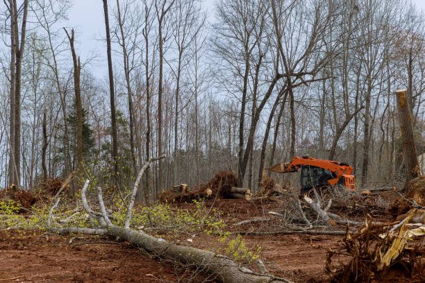 Best Arborist Consultation Services  in Morgandale, OH