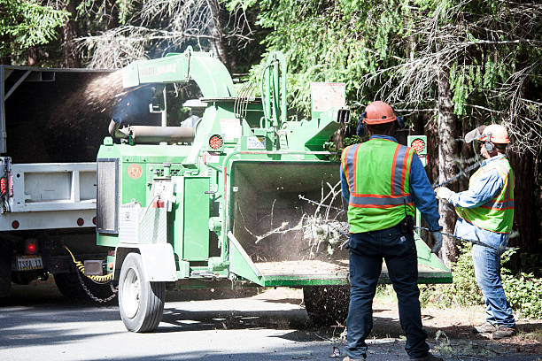 Best Tree Cabling and Bracing  in Morgandale, OH