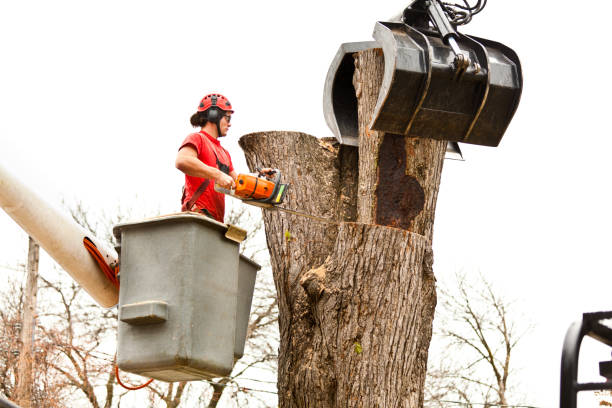How Our Tree Care Process Works  in  Morgandale, OH